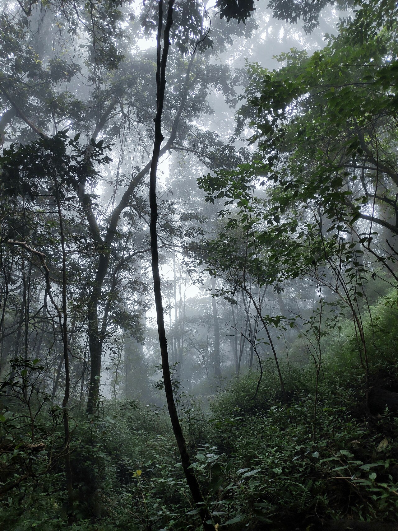 Strategy 5: Timber and Forestry Management