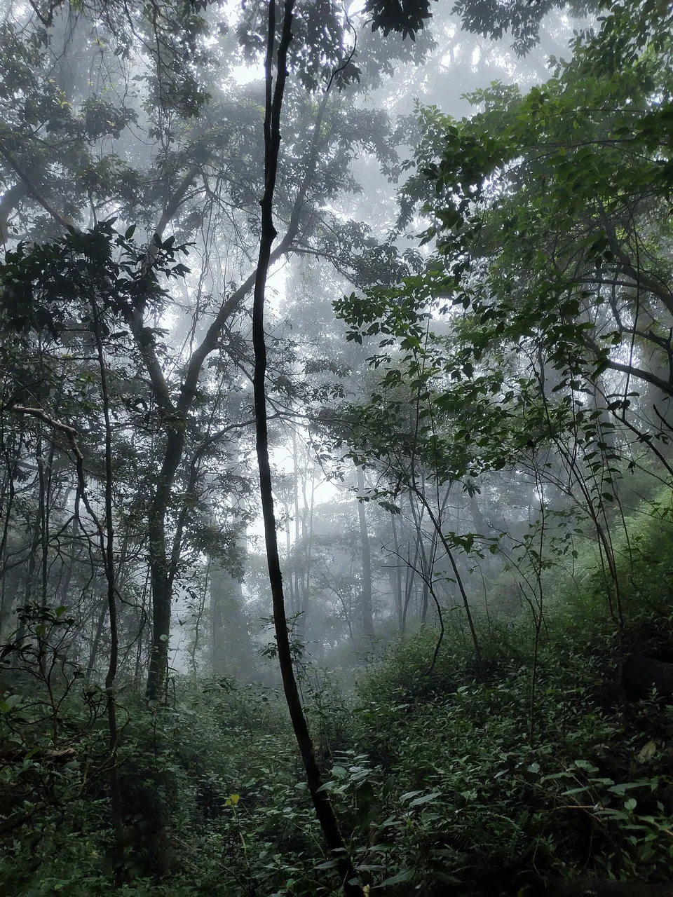 Strategy 5: Timber and Forestry Management